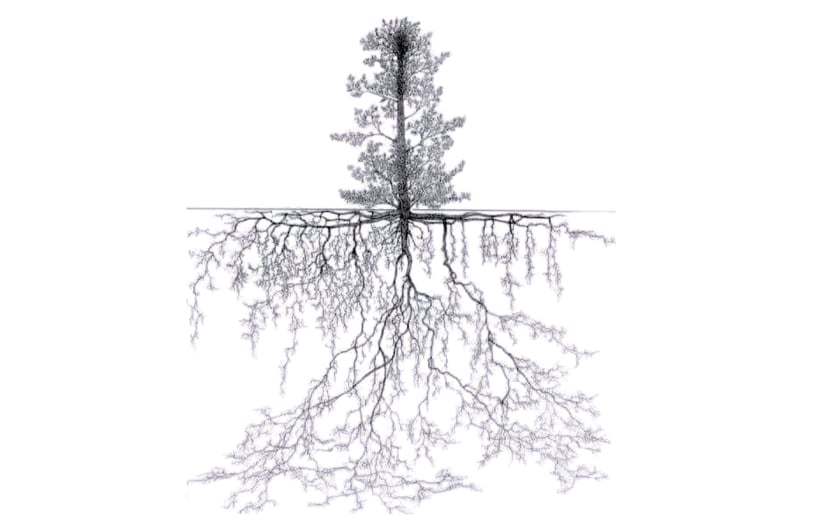 Root systems in earth dams